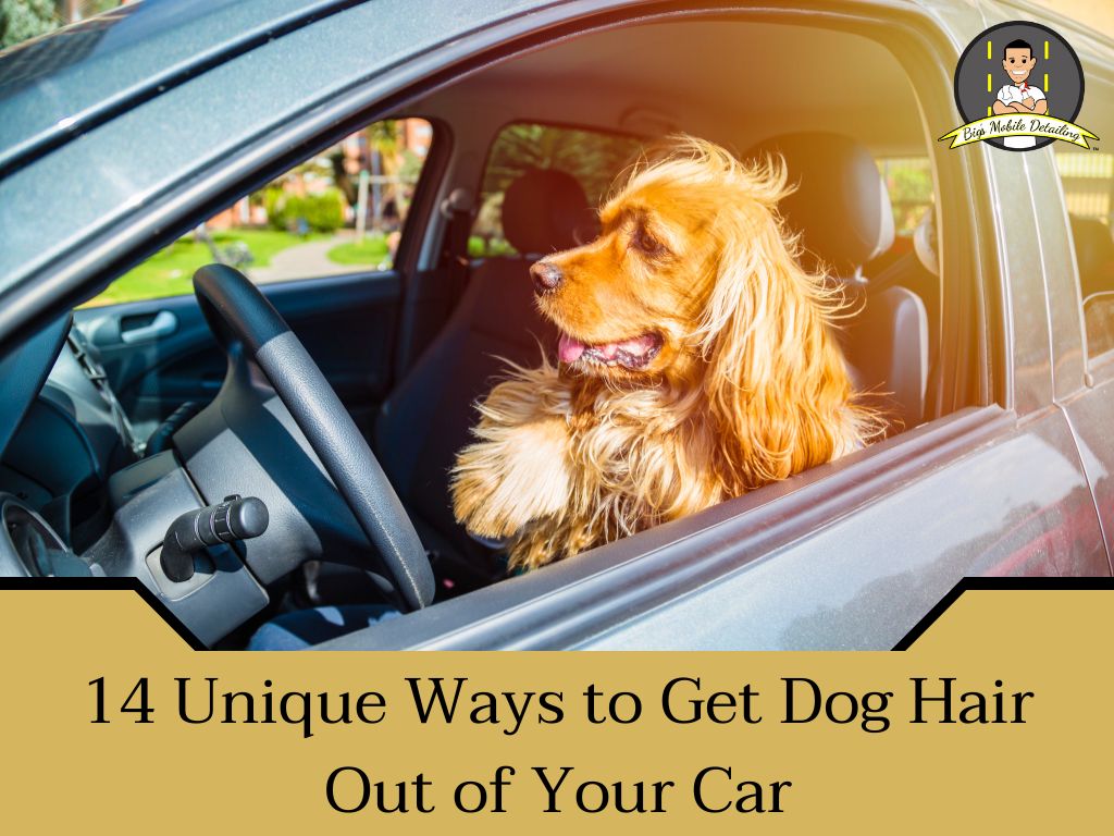 How to get dog hair out of car